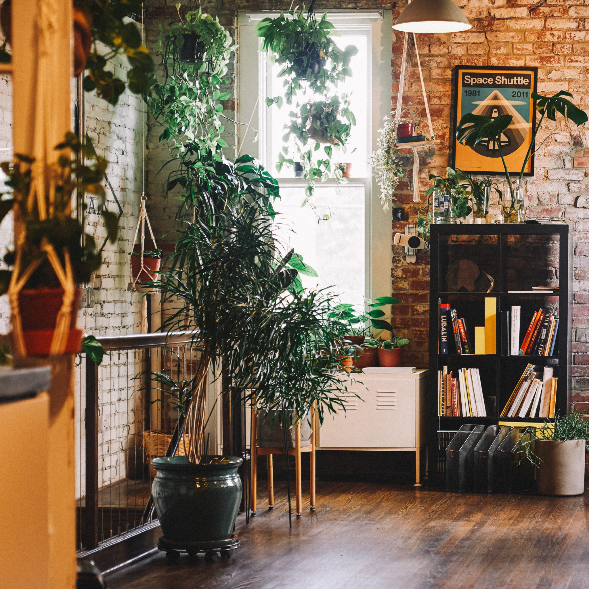 Studio plants, well loved.